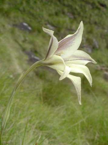 Gladiolus longicollis subsp. longicollis flower tube